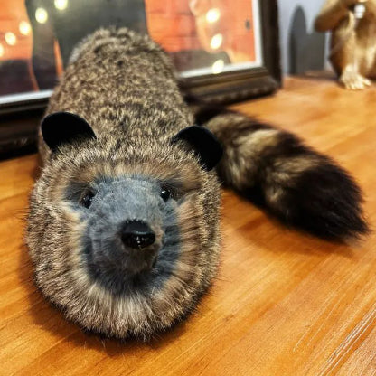Oliver the Magic Raccoon by Bacon Magic