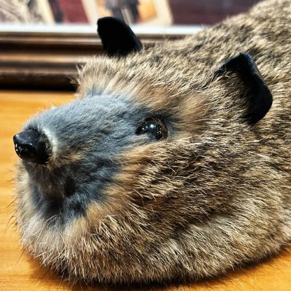 Oliver the Magic Raccoon by Bacon Magic
